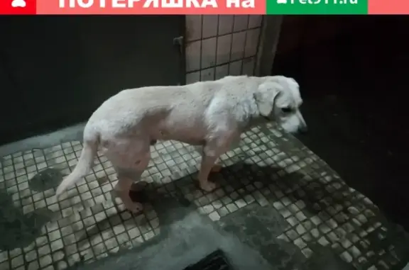 Найдена собака в Заречном, Московская обл. 141362