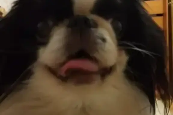 Собаки потеряшки, Воскресенск, фото: Потеряшка собака Тайсон, адрес: Воскресенск, коломенская улица, д1.