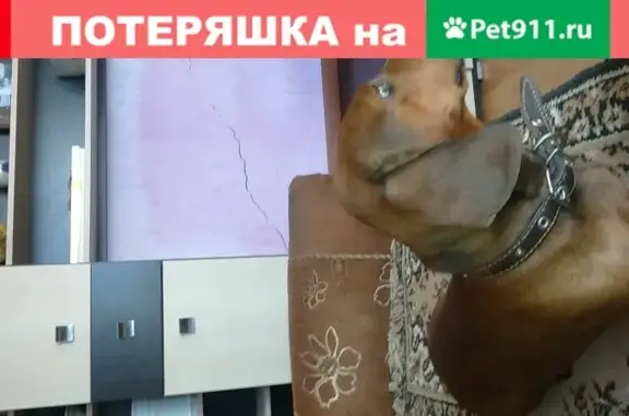 Потерянные животные Михайловск, фото: Пропала такса Макс в Михайловском районе