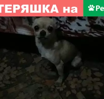 Найдена собака в центре Платнировской