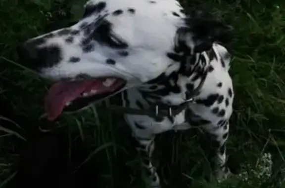 Пропала собака далматинец в Орджоникидзевском р-не, Белые дома.
