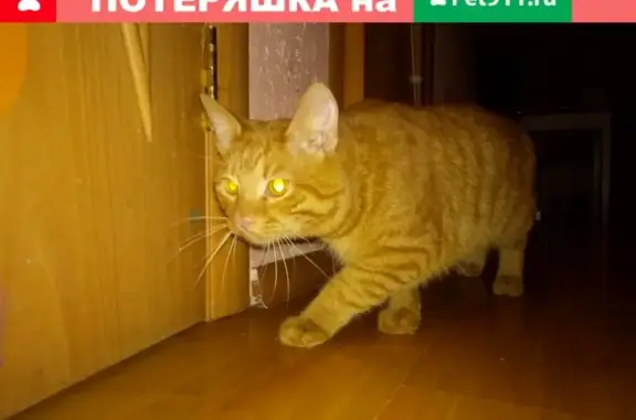 Найден рыжий кот на стоянке в Перми