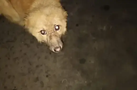 Собака найдена у дома 40 на Народного Ополчения, рядом с метро Октябрьское Поле