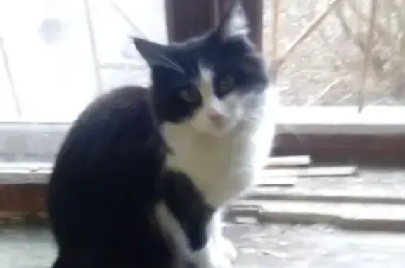 Найдена ухоженная кошка на ул. Маршала Ерёменко 66 в Смоленске