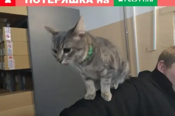 Котенок найден на улице Боженко, Москва