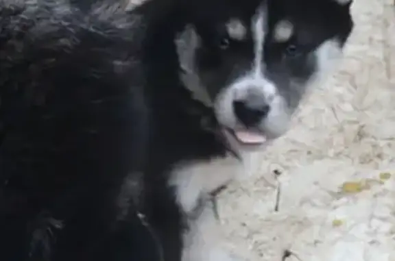 Собаки потеряшки, Нижний Новгород, фото: Потеряшка собака Сибирский Хаски Рада на ул. Родниковая, Нижний Новгород