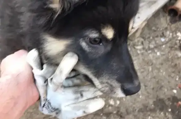 Найдена собака в Сормовском районе, ищем хозяев!