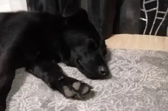 Найдена черная собака в районе ХБК, Уфа