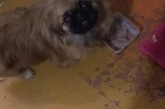 Пропал крупный щенок пекинеса на углу Украинской/Краснослабодской в Пятигорске
