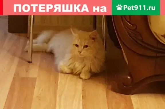 Найдена кошка возле администрации г. Богородск