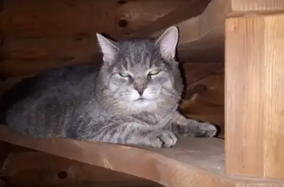 Найдена кошка, Москва, фото: Найден серый котик с ошейником в Высоковске
