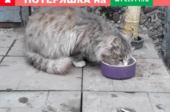 Найдена кошка у 4го подъезда дома 1 мкр Серебрянка в Пушкино