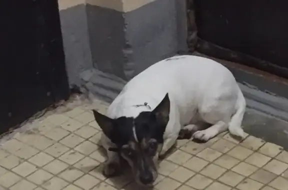 Найдена собака на улице Юбилейная, Истра