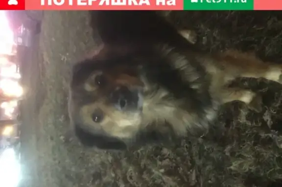 Найден красивый пёс на Ленинградском шоссе, нужен дом