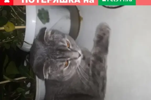 Найдена кошка на Пеше-Стрелецкой