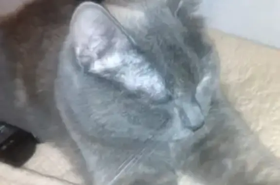 Пропала кошка в Магнитогорске на Метизник 2