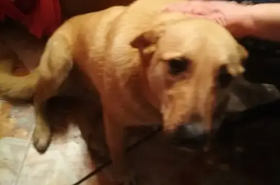 Собака Рыжик в кофте найдена в Мытищах