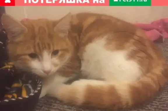 Найден рыжий кот на 8-й линии, Сестрорецк