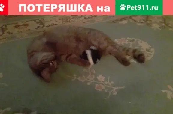 Пропала кошка Шоколадка в Балаково