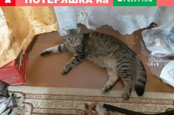 Пропала кошка Мурка на Прогрессивной ул. 9