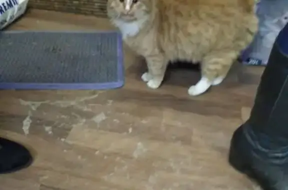 Найдена кошка, , фото: Потерялся рыжий кот в Жодино, ищет хозяев