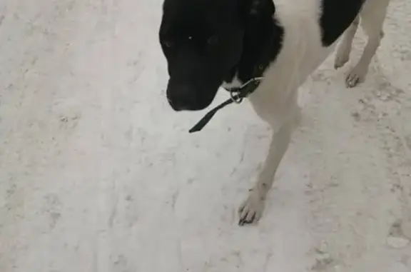 Найдена собака на Костромском переулке