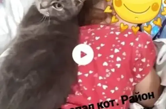 Кошки потеряшки, Славянск, фото: Потеряшка кот на ул. Молодежная, район 16 школы, ищем Масика.