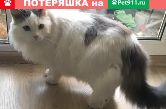Найден кот, кастрирован, ждет хозяина. Екатеринбург, 89995620048