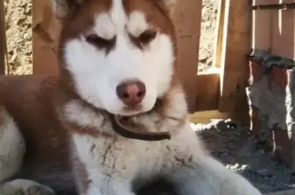 Собаки потеряшки, Оренбург, фото: Потеряшка собака Хаски в п. Весенний, Оренбургская обл.