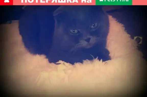 Кошки потеряшки, Челябинск, фото: Потеряшка кошка Серж в Челябинске, Пятигорская ул.