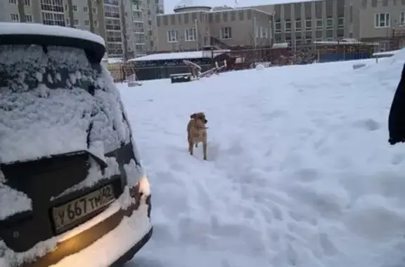 Собака найдена: ул. Веры Волошиной, 43, Кемерово, Россия