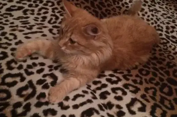 Пропала рыжая кошка с операционным шрамом, Саратов, ул. 2 Садовая 65/71.