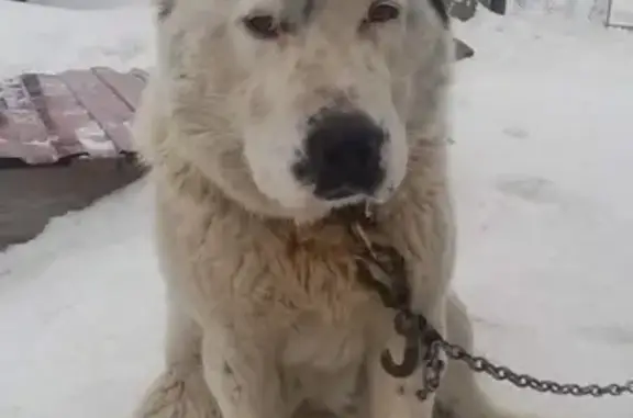 Пропала собака алабай на Тамбовской улице, Кемерово