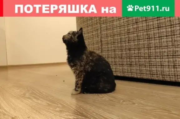 Найдена кошка в Ижевске, ищет дом.