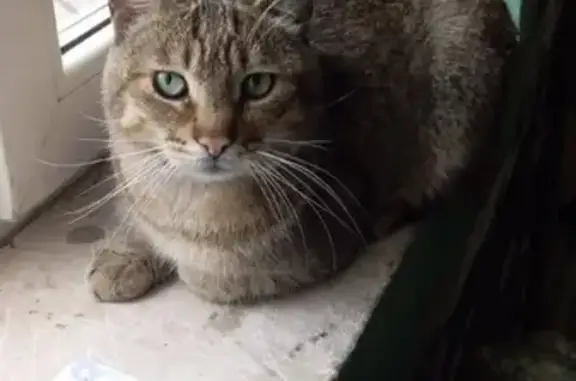 Кошка найдена на ул. Давыдова, 12, Владивосток.