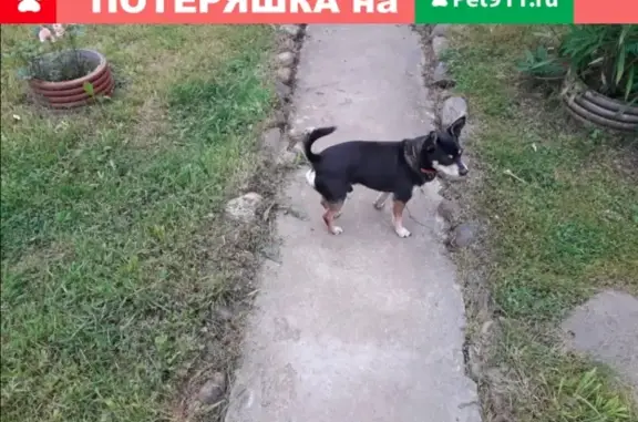 Пропала собака Митис чихуа-хуа на Поречной, 9, Москва
