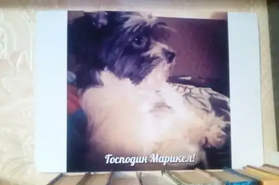 Пропала собака Марик на Ленинградском проспекте.