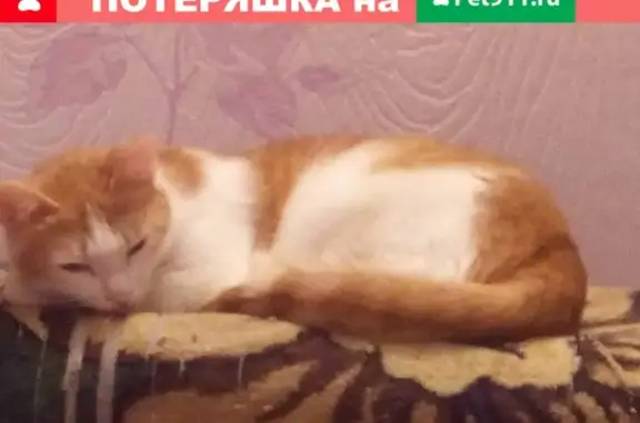 Кошки потеряшки, Астрахань, фото: Потеряшка кошка на ул. 11 Красной Армии, Астрахань