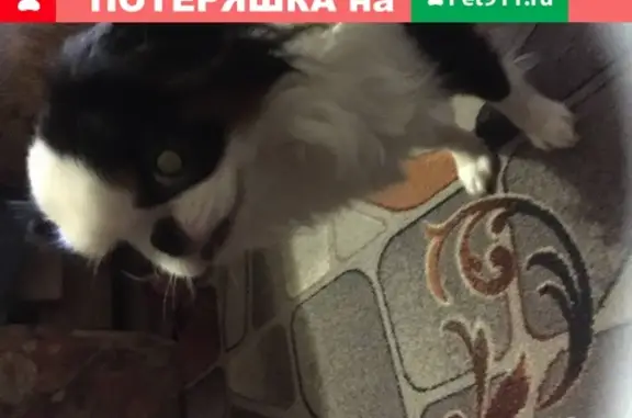 Собаки потеряшки, Анапа, фото: Потеряшка собака Тюник в Анапе!