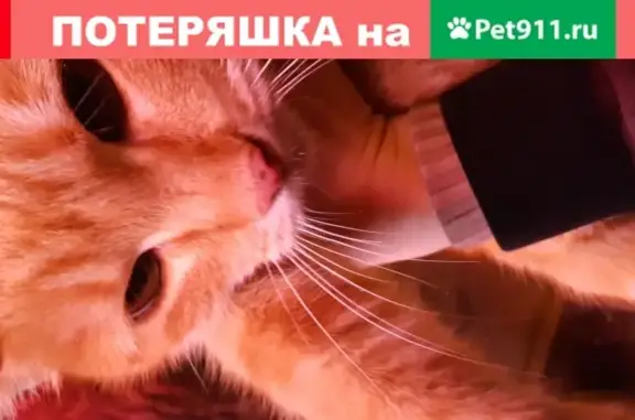 Рыжая кошка у Франт барбершоп