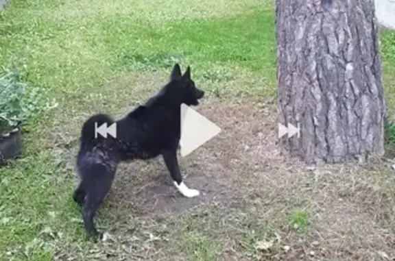 Собаки потеряшки, Барнаул, фото: Потеряшка Лайка, черный окрас, Барнаул, тел. 89836093578