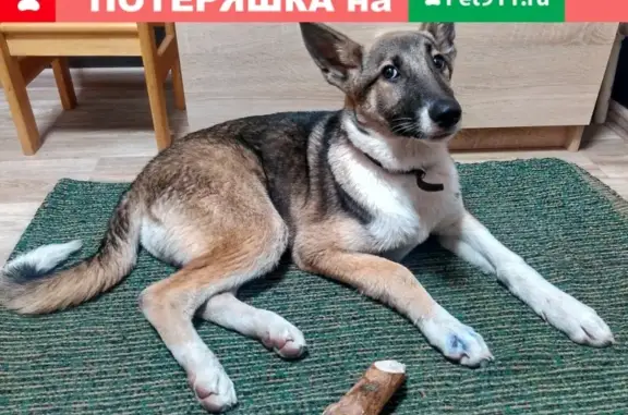 Найдена собака на улице Горького в Твери