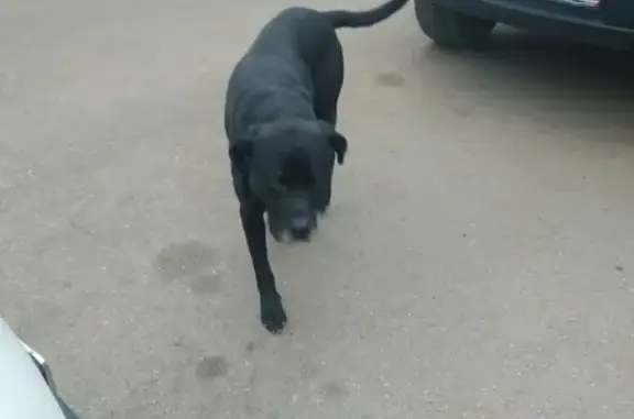 Потерянная собака на Каче в Севастополе