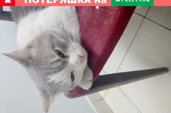 Найден кот на Бекетова, белый с серым, оранжевые глаза