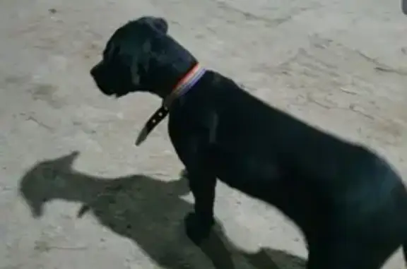 Найден щенок лабрадор в Раздольном, Краснодарский край