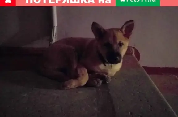 Найден щенок в Ростове-на-Дону, западный мкр, ГПЗ-10