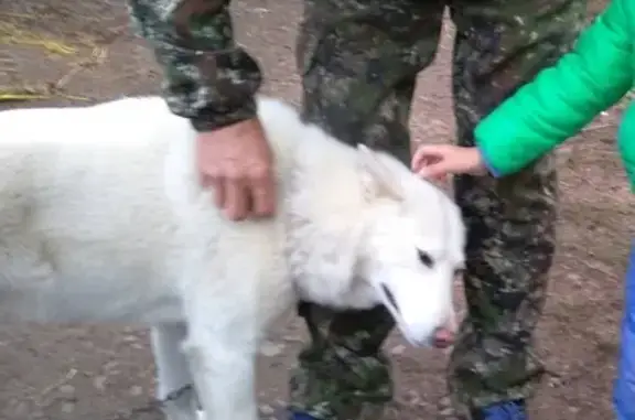 Пропала собака Лайка в Чайковском районе, Пермский край.