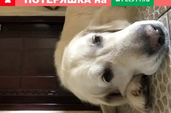Пропала собака Хорт на ул. Обручева, Прокопьевск