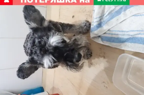 Собака найдена на Бульваре Карла Маркса в Улан-Удэ.