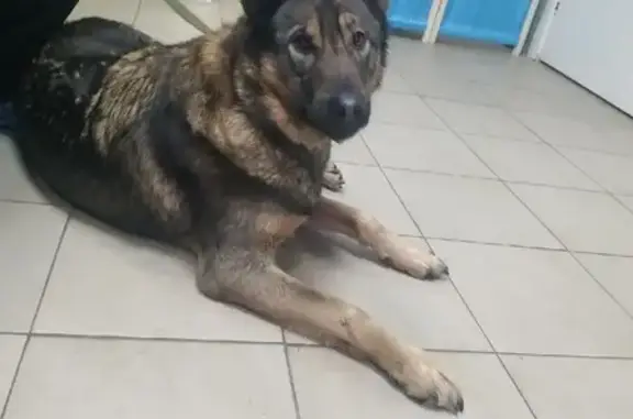 Найдена умная и ласковая собака в Москве